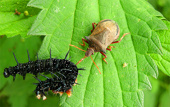 Bug picromerus jede širok izbor gusjenica, čime spašava biljke od njih.