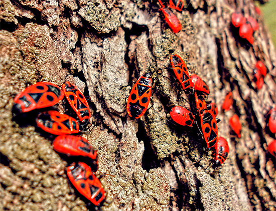 Vanliga röda insekter (bugs-soldater) på barken av ett träd.