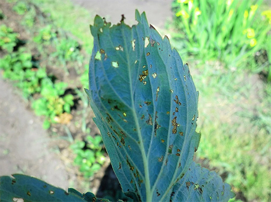 Se non agisci in tempo, gli insetti del giardino possono causare danni significativi all'economia.