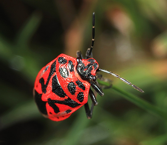 Insecta prezentată în fotografie poate fi numită și insectă de grădină.