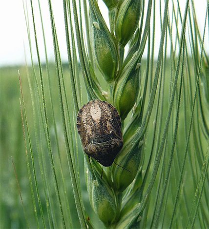 تعتبر الحشرة سلحفاة ضارة وهي من آفات محاصيل الحبوب.