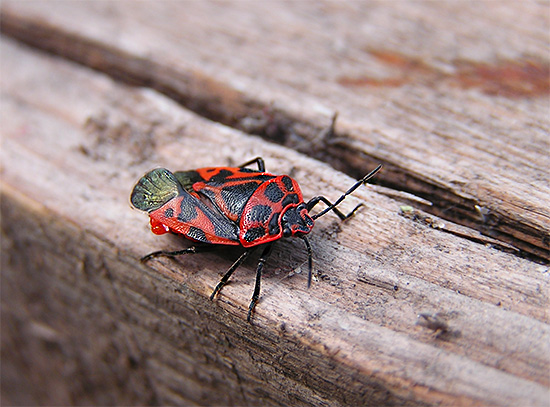 Eurydema kuzey böceği, normal asker böceğine benzer renktedir.