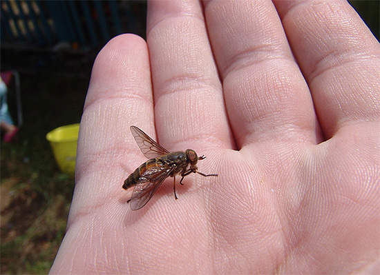 Med en insektslampa kan du bekämpa till exempel flugor och hästflugor på gårdar.