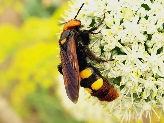 Büyük skolia yaban arısı (resimde), larvaları için yuva ayarlamaz.