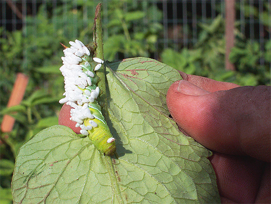Na fotografiji je prikazan primjer parazitizma ličinki jedne od vrsta osa na drugom insektu.