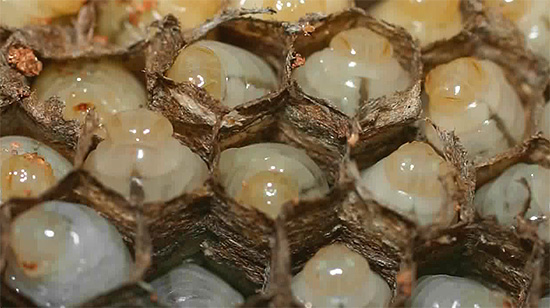 Larva tebuan dalam sel sarang.
