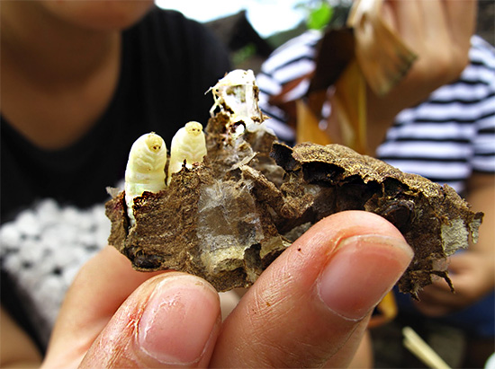 Bazı ülkelerde, uygun şekilde pişirilmiş yaban arısı larvaları popüler bir yemektir.