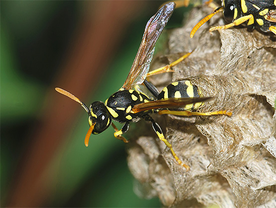 Fotografia prezintă o viespe de hârtie adultă.
