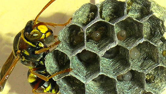 Nelle cellule del favo sono visibili larve di vespa in una fase iniziale di sviluppo.