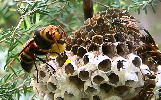 La foto mostra come un grande calabrone asiatico mangia le larve di vespa proprio nel loro nido.