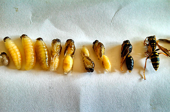 Na této fotografii můžete vysledovat cyklus přeměny vosí larvy na dospělý hmyz.