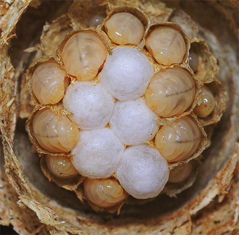 Larvy obyčejné vosy papírové v hnízdě.