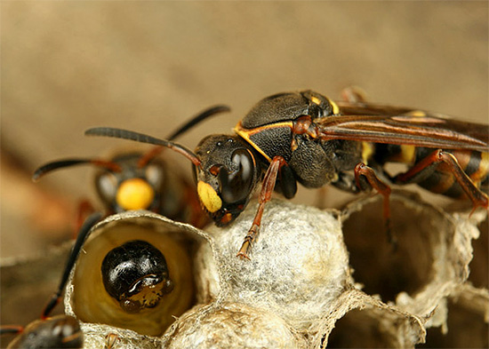 Tebuan dewasa membawa makanan kepada larva terus ke dalam sarang.