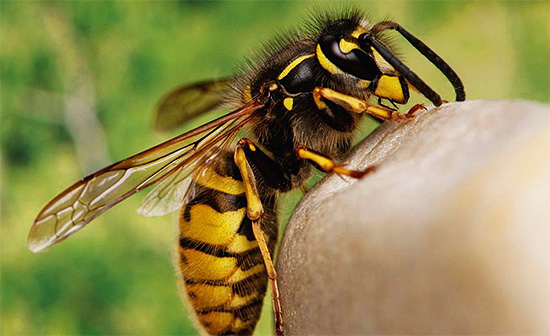 Bir yaban arısı sokması bir kişiye herhangi bir fayda sağlayabilir mi, yoksa tam tersine sağlığa daha fazla zarar verir mi - hadi anlayalım ...