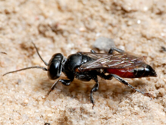 Le punture di vespa stradale sono considerate uno degli insetti più dolorosi.