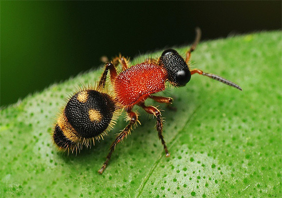 Una piccola vespa tedesca (nella foto) può mordere molto più dolorosamente dei suoi parenti più grandi.