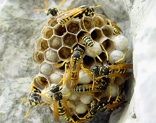 Spre deosebire de veninul de albine, veninul de viespe ar fi destul de problematic de obținut în cantități mari.
