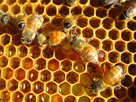 Bercakap tentang kebaikan racun lebah, penyembuh tidak memberi tumpuan kepada bahayanya, seolah-olah lupa bahawa ia juga boleh membahayakan kesihatan manusia.