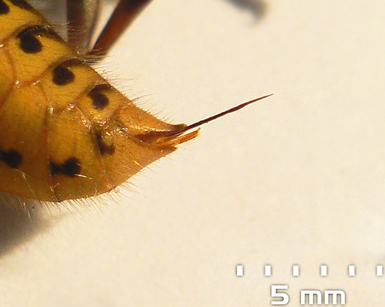 Fotografia arată înțepătura viespei, cu care aceasta injectează toxine în prada sa.