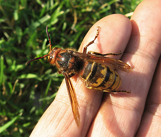 Baş, boğaz, gözler ve genital bölgedeki yaban arısı sokmaları özellikle tehlikeli olabilir.