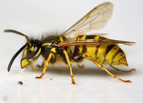 Con ogni nuovo morso, la sensibilità al veleno di vespa in alcune persone può aumentare sempre di più.