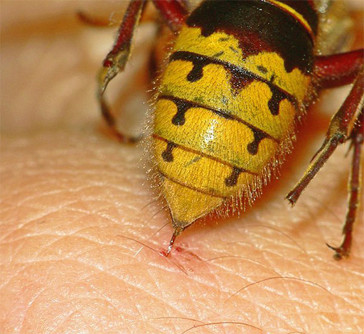 A differenza delle api, le vespe possono pungere più volte perché non lasciano il pungiglione nella pelle della preda.