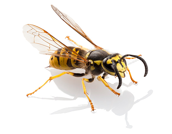 Het gif van gewone papieren wespen lijkt in veel opzichten op het gif van bijen, horzels en hommels, maar heeft ook zijn eigen kenmerken.