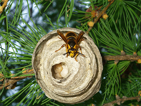 La fotografia mostra un nido di cosiddette vespe selvatiche (le larve sono visibili all'interno).