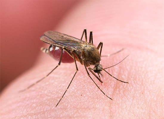 I sällsynta fall leder massiva myggbett till en betydande försämring av en persons allmänna välbefinnande.
