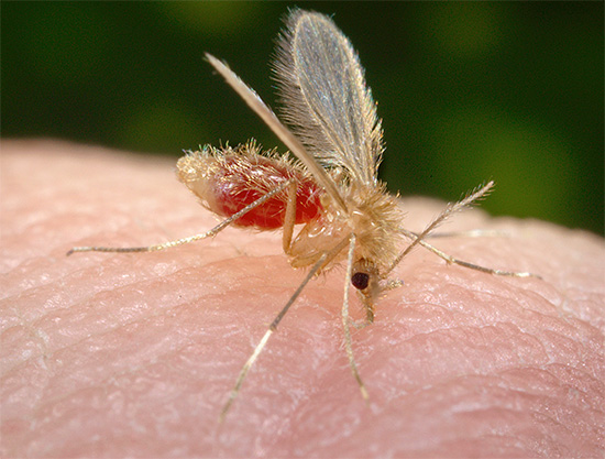 Συχνά είναι σημαντικό όχι καν ποιο έντομο επιτέθηκε, αλλά κυρίως η ευαισθησία ενός ατόμου σε τέτοια τσιμπήματα γενικά.