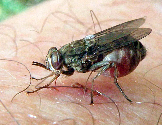 Birçok böcek, tehlikeli hastalıkların patojenlerinin taşıyıcısıdır ve tedavi edilmeden ısırıkları çok ciddi sonuçlara yol açabilir ...