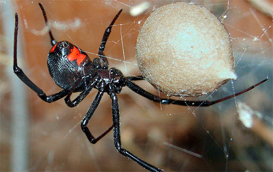 사진은 유독 한 검은 과부 거미를 보여줍니다.
