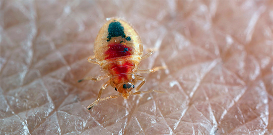 Ang larawan ay nagpapakita ng isang larva ng surot sa kama na sumisipsip ng dugo.