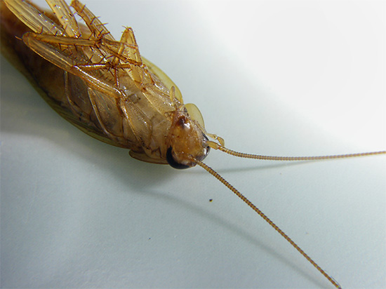 A modern rovarölő szerek leginkább a rovarok idegrendszerére hatnak, bénulást, majd halált okozva.