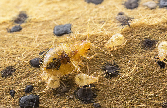 Z přeživších vajíček štěnice se po zpracování vylíhnou mladé larvy.