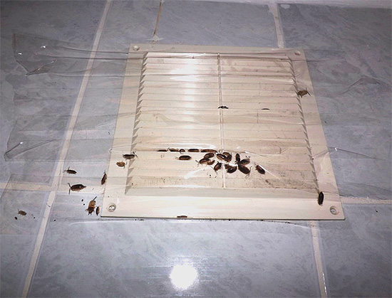 Insekter kan komma in i lägenheten genom ventilationskanalerna.