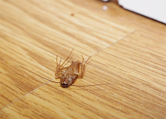 Ako se morate brzo riješiti insekata u kući, tada biste u početku trebali kupiti lijekove velike brzine.