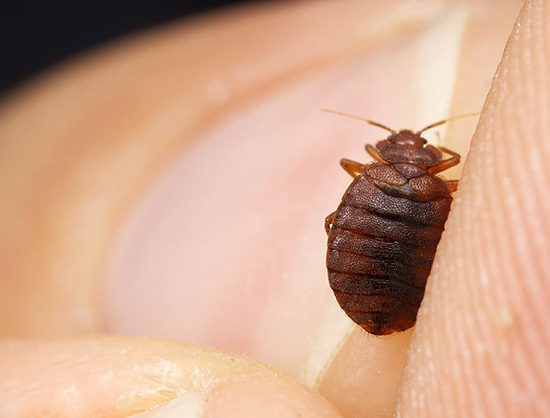 Producten die effectief zijn tegen kakkerlakken zijn mogelijk niet effectief tegen bedwantsen...
