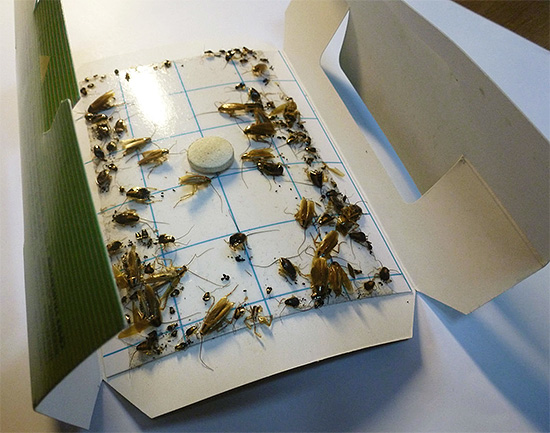 Een voorbeeld van een lijmval voor kakkerlakken