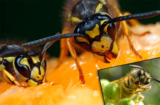 Una persona impreparata può avere l'impressione che le vespe siano in grado di mangiare qualsiasi cosa, dall'uva alla carne e persino il lardo, ma non tutto è così semplice...