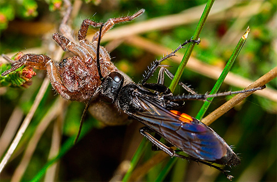 도로 말벌의 일부 종에서 유충은 유독한 거미를 먹습니다.