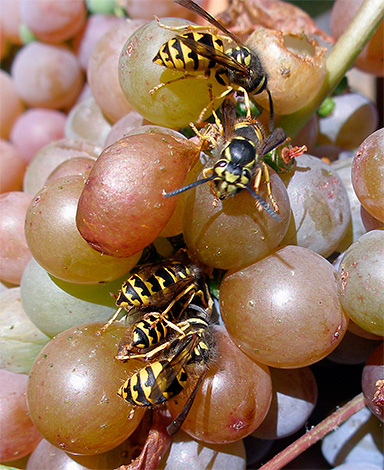 De foto toont wespen die zich voeden met het sap van druiven.