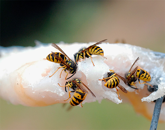 E qui le vespe sembrano mangiare lo strutto...