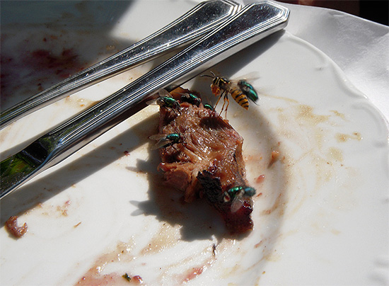 Βλέποντας κανείς αυτή τη φωτογραφία, μπορεί να έχει την εντύπωση ότι και οι σφήκες τρώνε κρέας.