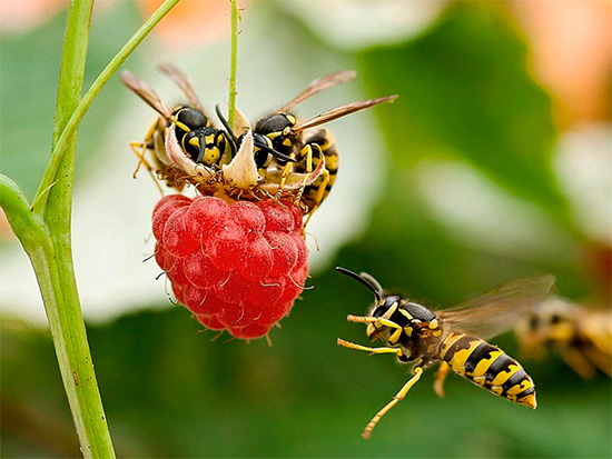 Nel cottage estivo, le vespe si trovano spesso sui lamponi.