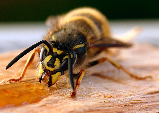 La vespa mangia il miele versato...