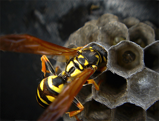 Eiwitvoedsel, inclusief vlees, dragen wespen naar het nest en voeden zich met hun larven.