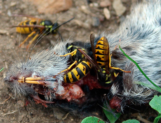 Dessa insekter föraktar inte kadaver, som kommer att fungera som en proteinkälla för växande larver.