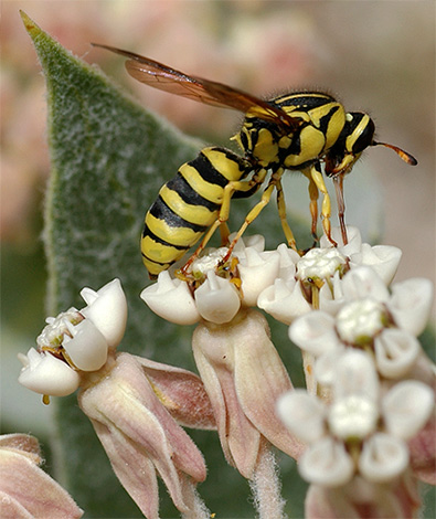 Le vespe dei fiori si nutrono del nettare delle piante.