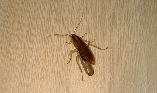 Soms kunnen kakkerlakken zich op zeer onverwachte plaatsen in een appartement verstoppen, en zelfs de magnetron en koelkast zijn geen uitzondering...